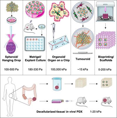 3D Cancer Models: The Need for a Complex Stroma, Compartmentalization and Stiffness